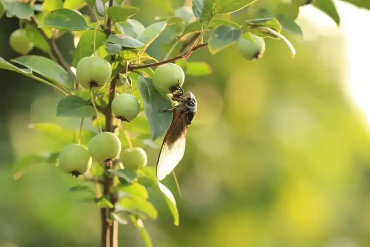 【蝉】 第 10 幅查看大图曝光:0.02 sec光圈:f5.