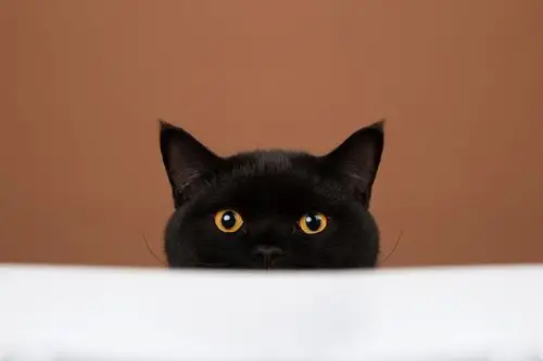 【动物照相馆】黑猫