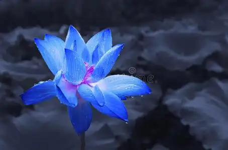 带水滴的蓝色莲花照片