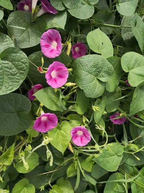 花        名:圆叶牵牛