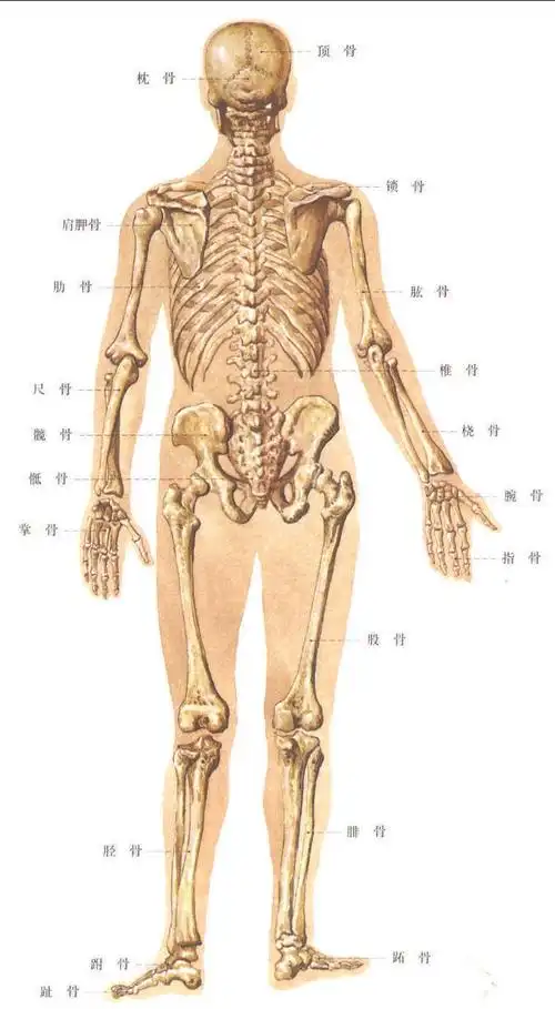 人体骨骼(后面观)_知网百科