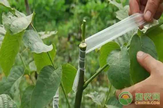 葡萄绿枝嫁接技术