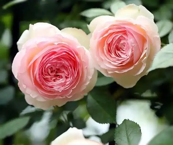 粉龙沙宝石月季的花期是什么时候,粉龙沙宝石月季介绍