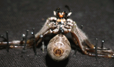 蜘蛛gif吐丝gif可怕gif