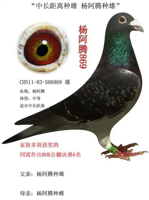 信鸽在线拍卖平台 - 中国信鸽信息网