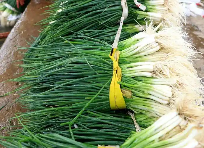 丰收进行时 群众"葱"向幸福_香葱_种植_江村