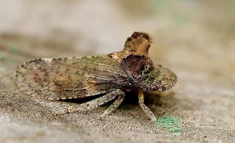 窗冠耳叶蝉在我国大部分地区均有