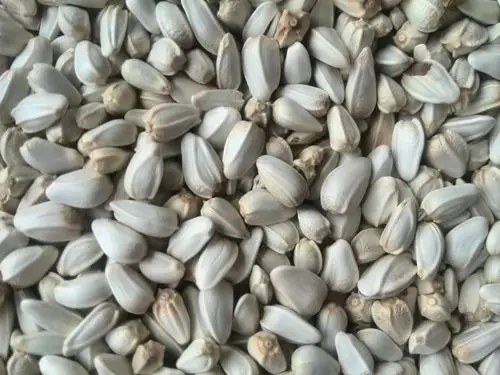 红花- 热门商品专区