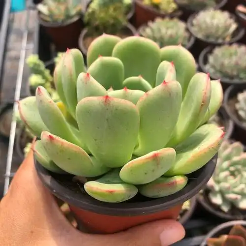 常春藤园艺三文鱼小贵货多植物精品肉肉大棚直销多肉植物