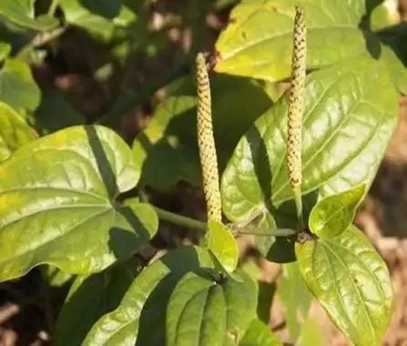 中草药百科荜茇的功效与作用温中散寒下气止痛