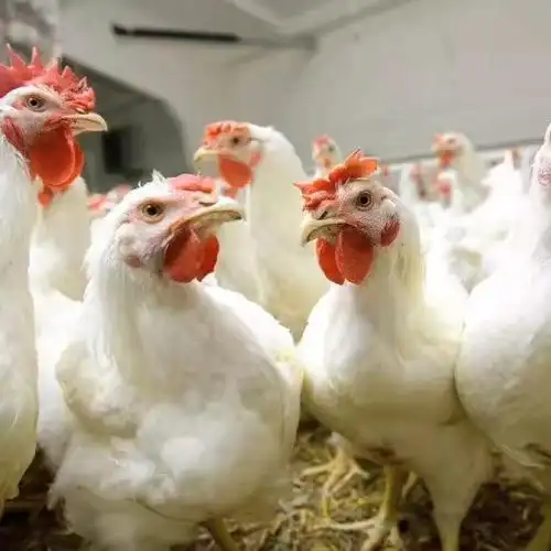 [肉鸡批发]快大白羽肉鸡 活禽销售 大型养殖场常年有货直供价格5.