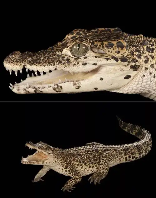 知识|鳄鱼-横跨2亿年的孑遗生物_巴拉圭