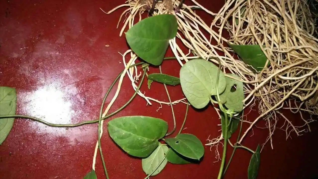 农村山上珍贵植物七层楼,别名"娃儿藤",价值高很多人不知道