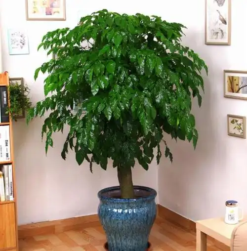 9种"吉祥树",适合家里养,富贵大气上档次,好养寓意好