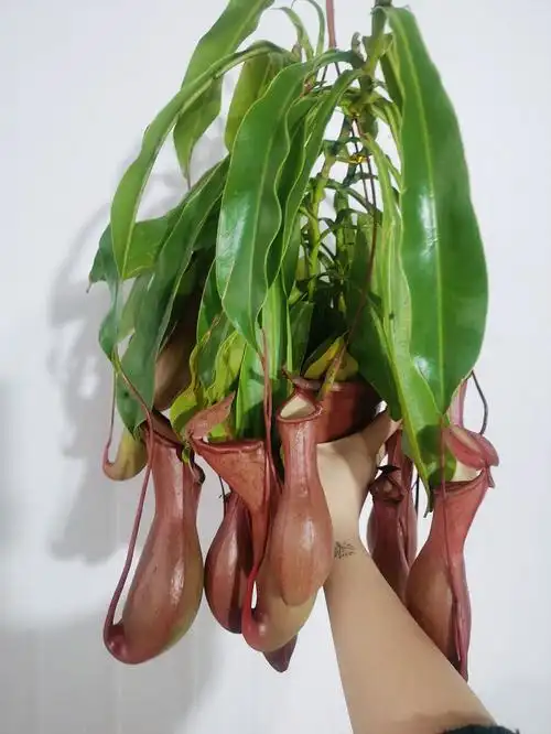 春天来了猪笼草