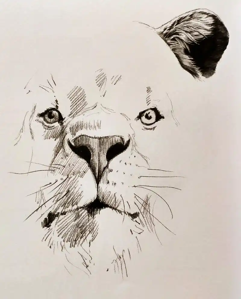 手绘干货:素描狮子详细画法