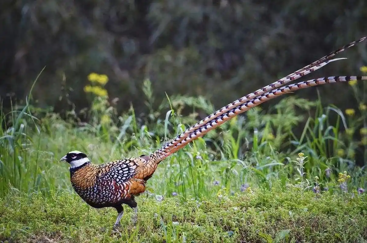 东北野生鸡"满天飞",为何吃货却望而却步?农民直言:惹不起