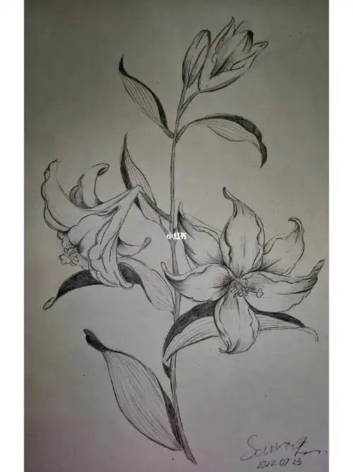 铅笔绘百合