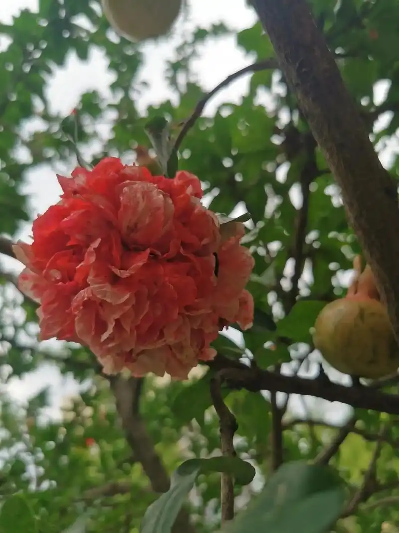 牡丹石榴大树开的花