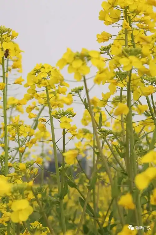 春天的味道油菜花已上线这波广汉春日专属请查收