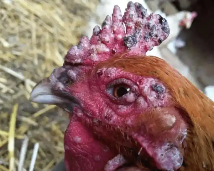 散养鸡得了鸡痘怎么办禽医仁青