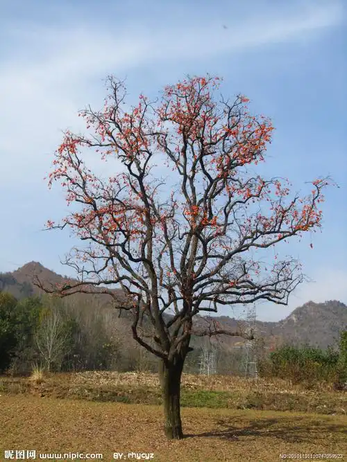 贵州柿子树苗供应 生态习性