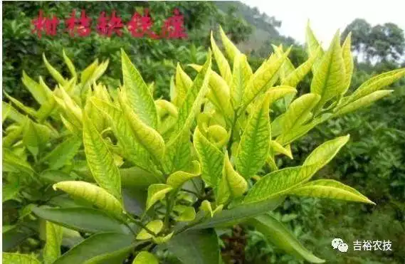 缺铁症空气中有许多含硫的杂质或化合物,即使在乡村的田野,雨水中也