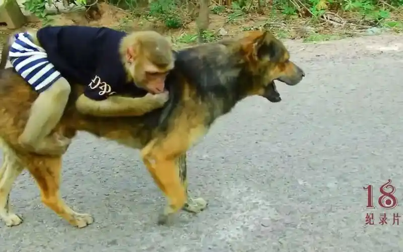 纪录片,这只猴子智商太高了,骑着大狼狗逛街,真是霸气十足啊