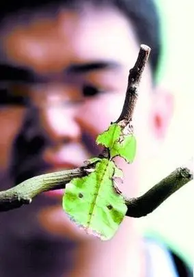 叶子虫图片 像树叶的虫子图片大全