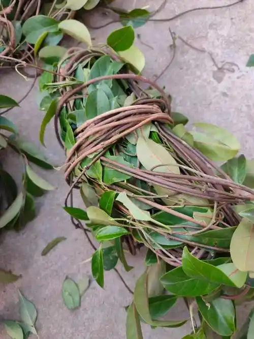 广西十八症 野外红背酸藤 酸叶胶藤石酸藤花皮胶藤 干品