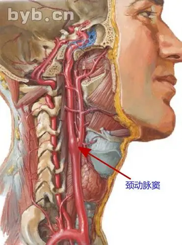 穴位的故事029天鼎:失音之要穴