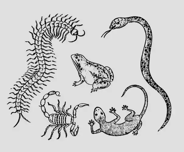 端午节五毒是哪五毒 端午五毒是什么