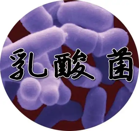 乳酸菌的分类,动物源性乳酸菌与植物乳酸菌