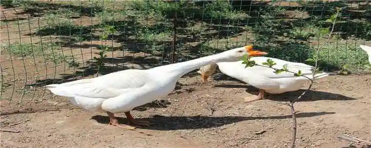 两只大白鹅
