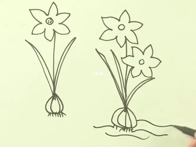 简笔画画水仙花,画时代美术