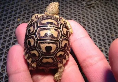 陆龟习性-页2-波奇网百科大全