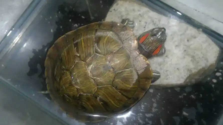 我的巴西龟脖子上起了个包 求朋友们帮我相想办法解决