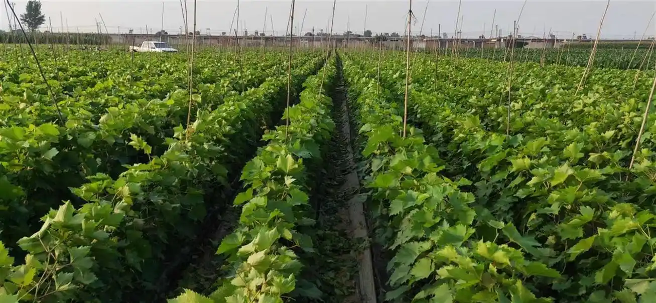 昌黎县学强葡萄苗木种植专业合作社