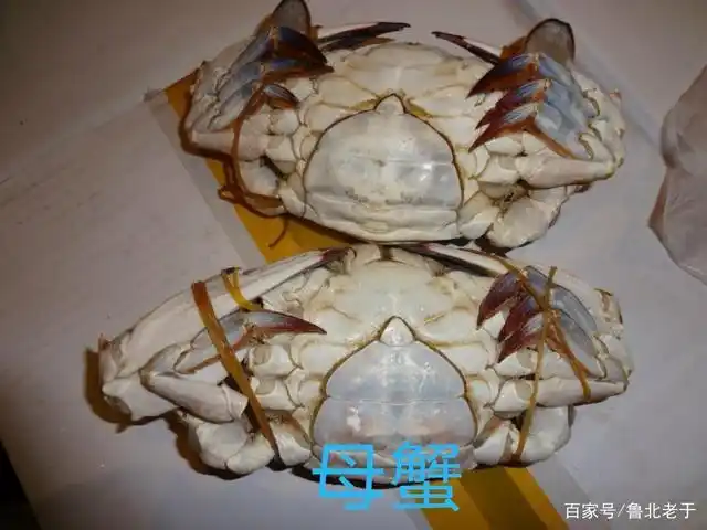 梭子蟹怎样区分公母,啥叫"二母蟹",哪种蟹不能买,听老于咋说