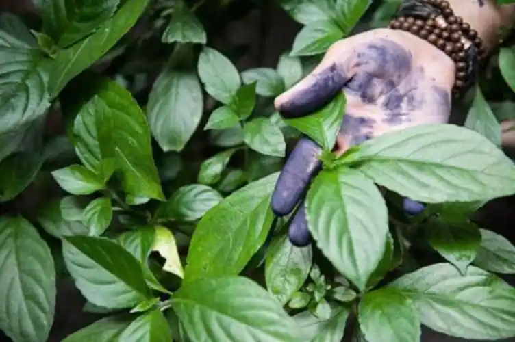 2022新款 扎染材料植物蓝靛泥扎染染料蓝靛膏草木蓝染手工diy材料套装