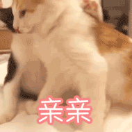 亲亲(猫咪)_猫咪_亲亲表情