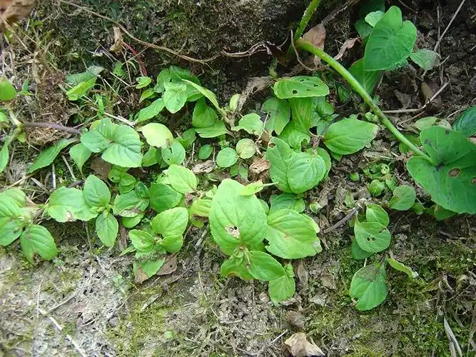 [玄参科]产地:形态:别名:狭叶毛地黄狭叶毛地黄