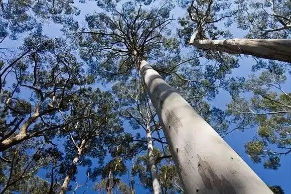 这可能是世界上最高的树:杏仁桉