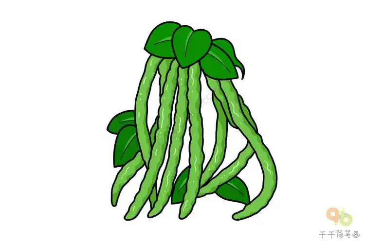 豇豆简笔画的画法