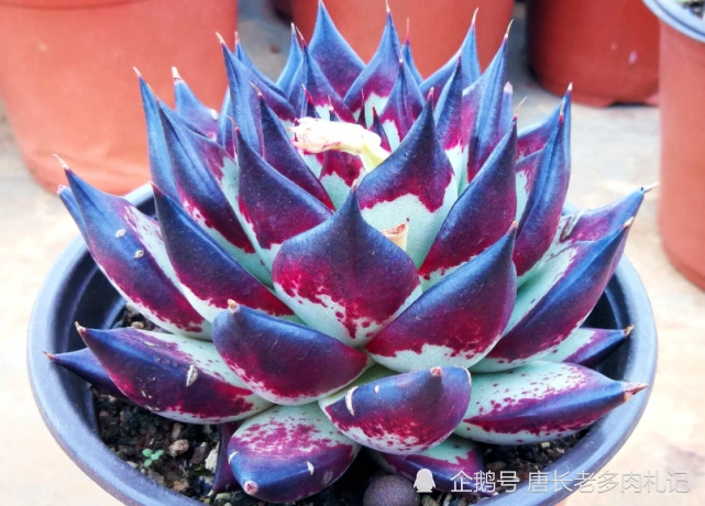 多肉乌木品种众多且十分混乱,我们如何才能选到称心如意的呢?