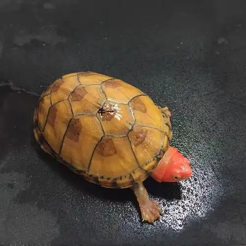进口小种红面蛋龟 1公1母情侣龟 x 3-4厘米【图片 价格 品牌 报价】