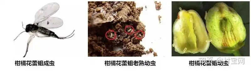 柑橘花蕾蛆的危害有哪些做好这些防护措施提高座果率