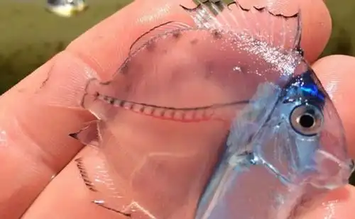 透过皮肤一眼就能看到内脏这6种透明生物毫无隐私可言