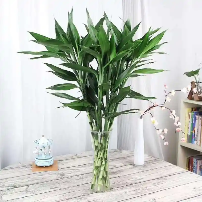 富贵竹养几支最旺运(属兔富贵竹养几支最旺运)