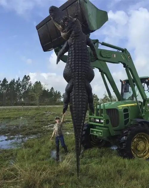 自然界"变异"的恐怖巨型生物